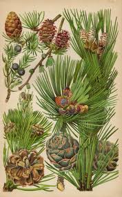 Perennial woody plants, not precisely defined, but distinguished from shrubs by their size and growth habit. Pin On Botany
