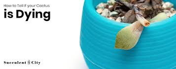 Although you don't want to overwater them, underwatering them is just as harmful. How To Tell If Your Cactus Is Dying Succulent City