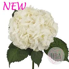 Check out our hydrangea flowers selection for the very best in unique or custom, handmade pieces from our floral arrangements shops. Hydrangea Breeders Association