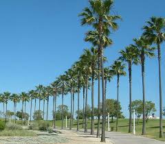 Image result for Washingtonia robusta
