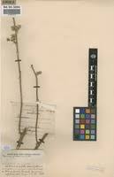 Image result for Vernonia suprafastigiata