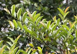 Image result for Pentaphylacaceae