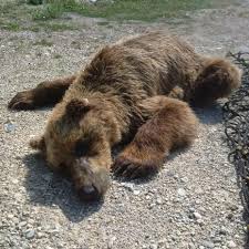 There are whispers that soho is coming back to life. The First One Manitoba Grizzly Bear Being Tracked To Provide Valuable Information On Protected Species Ctv News