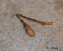 Just over 100 of these species inhabit the u.s. Those Demon Camel Crickets Lucky Otters Haven