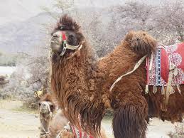 Dromedary camels, which have one hump, and bactrian the two types of camel are found in different parts of the world. Double Hump Camel Photograph By Aakash Kubavat