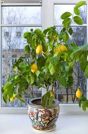 Buying fruit trees from us couldn't be easier. 12 Fruit Trees You Can Grow Indoors For An Edible Yield