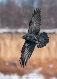 Raven Corvus Corax In Flight Ukraine Dec 2014 By Sergey Ryzhkov Yirtici Kuslar Karga Cizim