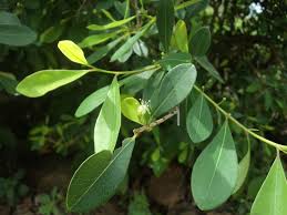 Image result for Erythroxylaceae