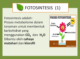 Pertumbuhan Dan Produksi Tanaman Ppt Download