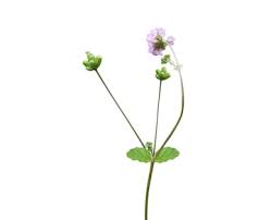 Image result for Boerhavia erecta