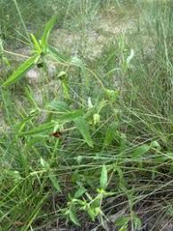 Image result for Aspilia kotschyi