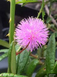 Image result for Mimosa pigra