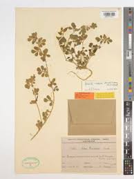 Image result for Antopetitia abyssinica