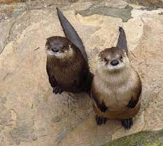 Pin By Victoria O Dean On Otters Otters Otters Cute Cute Animals