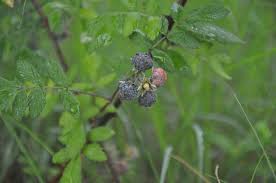 Image result for Rubus pinnatus