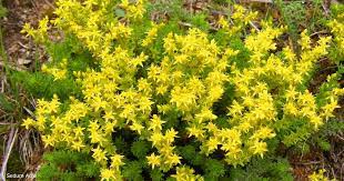 There are no special instructions when caring for sedum acre. Sedum Acre Care How To Grow The Goldmoss Stonecrop