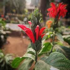 Image result for Pachystachys