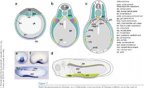 Animal development begins with cleavage, a series of mitotic cell divisions, of the zygote ((figure)). Pdf Blood Cells And Blood Cell Development In The Animal Kingdom Semantic Scholar