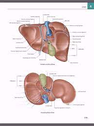 The Liver Porta Hepatis Diagram Quizlet Pharmacy Design Liver Anatomy