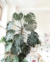 Check spelling or type a new query. 6 Beginner Houseplants Matching Planter That Planty Life
