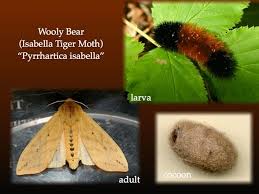 Black And Red Caterpillar Maine Wooly Bear Isabella Tiger Moth Woolly Bear Wooly Bear Caterpillar Tiger Moth