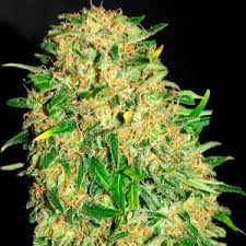 *the strain catalog does not correlate to product availability, which may vary based on state and retail location. Gypsy Kush Samsara Seeds Root Catalog