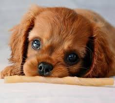 Black And Tan Cavalier King Charles Spaniel Puppies I M Trying To Go To Sleep People Can Any One Have Some Sleep Around Herezzzzzzzzzz King Charles Cavalier Spaniel Puppy Cavalier Puppy Spaniel Puppies