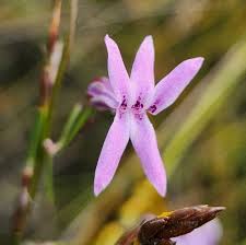 Image result for Cyphia