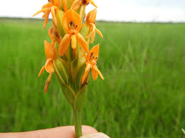 Image result for Platycoryne