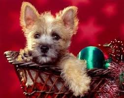 There are no featured reviews for because the movie has not released yet (). Puppies For Christmas Midlothian Animal Clinic