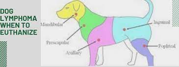 What is lymphoma in dogs? Dog Lymphoma When To Euthanize Milumimi Com A Useful Blog For Dog Cat Lovers
