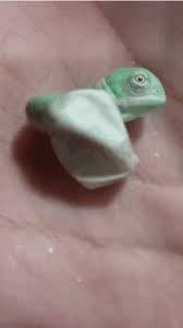 If You Haven T Watched A Baby Chameleon Being Born You Haven T Lived Baby Chameleon Cute Baby Animals Animal Crackers