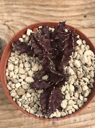 Image result for Huernia volkartii