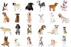 Dog Breeds A-Z List – All Dog Breeds by Alphabetical Order ...