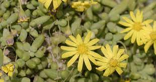 A variety called christmas gold has golden yellow flowers with pink centers and purple stamens. Othonna Capensis Care Growing Little Pickles The Succulent Necklace