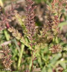 Image result for Tragus koelerioides