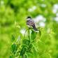 Birds of Baldpate Walk