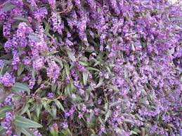 Consider adding shade tolerant perennial vines for repeating color and texture in the area. Images Of Retaining Wall Flowers And Vines Evergreen Vines Garden Vines Hanging Plants