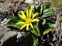 Image result for Haplocarpha