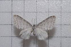 Image result for Trichopteryx