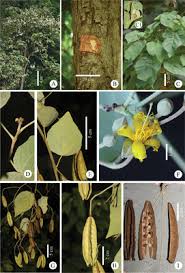 Image result for Malvaceae: Byttnerioideae, Helicteroideae