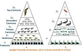 Energy Flow Through An Ecosystem Ecological Pyramids Pmf Ias
