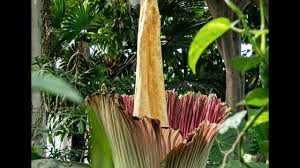 Chichester funeral homes funeral services flowers in free download backgrounds. The Corpse Flower Amorphophallus Titanum New York Botanical Garden