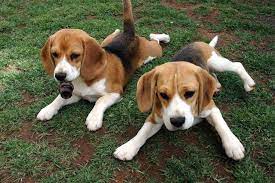 Bagle Hound Basset Hound Beagle Mix Info Facts Temperament Training Puppies Pictures