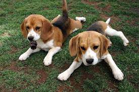 This breed started to become popular in the 1800's and made it's way over to america. Bagle Hound Basset Hound Beagle Mix Info Facts Temperament Training Puppies Pictures