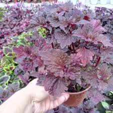 Assalamualaikum warahmatullahi wabarakatuh 4 pokok wudhu. Anak Pokok Hati Pokok Ati Ati Merah Live Plants Maroon Potted Plants Pokok Hiasan Pokok Hidup Pokok Cantik Shopee Malaysia