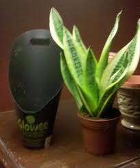 The larva lives in the soil, which finally ends up consuming the biological matter, which avoid letting christmas cactus be in temperatures above 90°f (32°c). Glow In The Dark Sansevieria