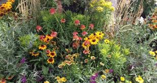 Maybe you would like to learn more about one of these? The Longest Flowering Perennials Creek Side Gardens