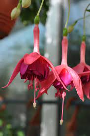 Glockenspiel Fuchsia Garden Fuchsia Garden