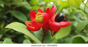 Image result for Ochna kirkii